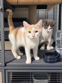 Shock -  Domestic Short Hair Cat for Adoption in Deltona, Florida - Shock | PetCurious