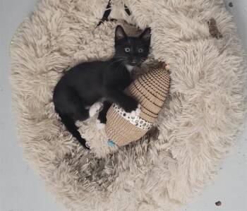 THACKERY -  Domestic Short Hair Cat for Adoption in Corpus Christi, Texas - THACKERY | PetCurious