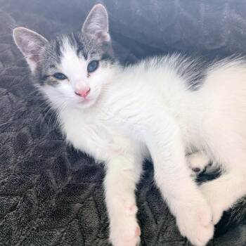 Vincent -  Domestic Short Hair Cat for Adoption in Morristown, Vermont - Vincent | PetCurious