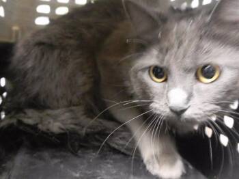 RUE -  Domestic Medium Hair and Domestic Short Hair Cat Available for Adoption in Omaha, Nebraska - RUE | PetCurious