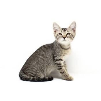 Sting -  Domestic Short Hair Cat for Adoption in Florence, Arizona - Sting | PetCurious