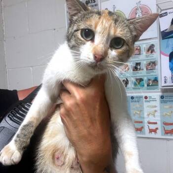 Layla -  Domestic Short Hair Cat for Adoption in Parrish, Alabama - Layla | PetCurious