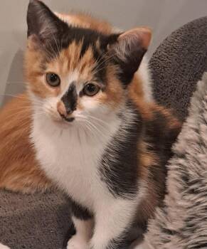 Rescue Calico Cats for Adoption in London, Ontario - Zena 11wks | PetCurious