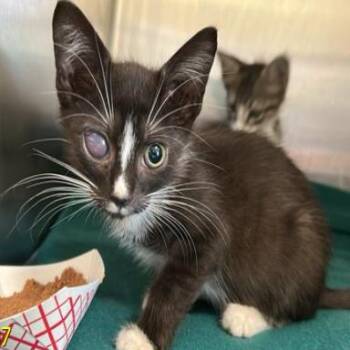 Tender -  Domestic Short Hair Cat for Adoption in Jupiter, Florida - Tender | PetCurious
