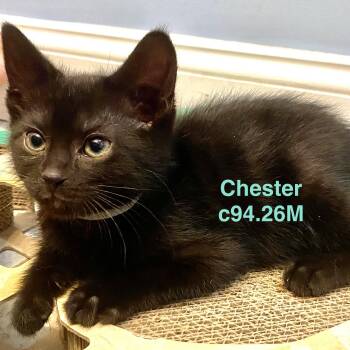 Foster Chester -  Domestic Short Hair Cat for Adoption in Batavia, New York - Foster Chester | PetCurious