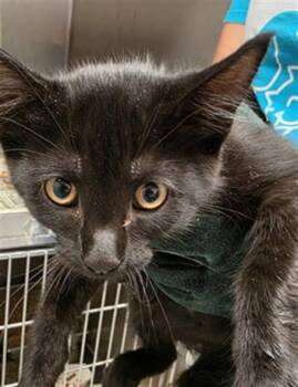 A477360 -  Domestic Short Hair Cat for Adoption in Oklahoma City, Oklahoma - A477360 | PetCurious