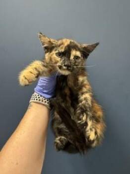 CARLA -  Domestic Short Hair Cat for Adoption in Doral, Florida - CARLA | PetCurious