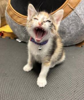 Sabrina -  Calico and Domestic Short Hair Cat for Adoption in Richardson, Texas - Sabrina | PetCurious