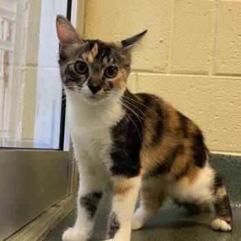 Tigerlily -  Domestic Medium Hair Cat for Adoption - Tigerlily | PetCurious