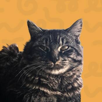 Skippy -  American Shorthair Cat for Adoption in Reno, Nevada - Skippy | PetCurious