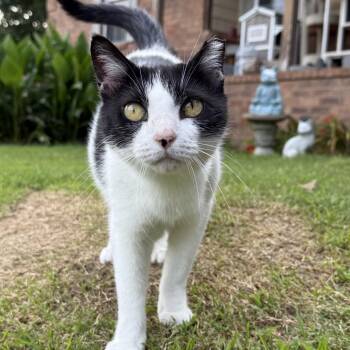 Leanna - Feral -  Domestic Short Hair Cat for Adoption in Atoka, Tennessee - Leanna - Feral | PetCurious
