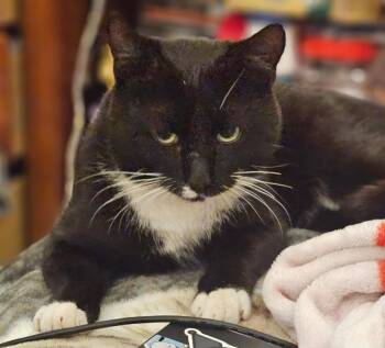 Domestic Medium Hair Cats Available for Adoption in Darien, Georgia - Big Rig | PetCurious