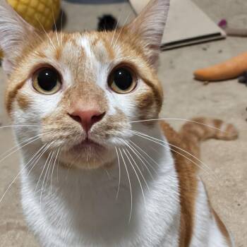 Hank -  Domestic Short Hair Cat for Adoption in West Jefferson, Ohio - Hank | PetCurious