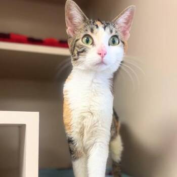 Domestic Short Hair Cats Available for Adoption in Quincy, Illinois - Supercalifragilisticexpialidocious (Super Cali) | PetCurious