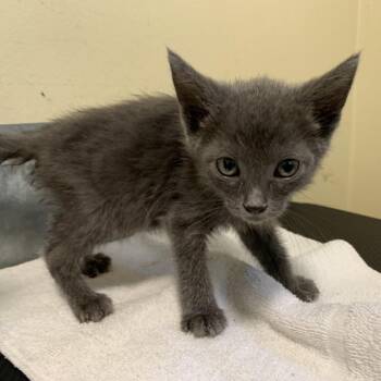 Pazuzu -  Domestic Short Hair Cat for Adoption in Pasadena, California - Pazuzu | PetCurious