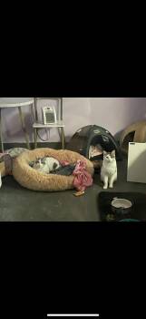 Domestic Short Hair Cats Available for Adoption - Meek Mill And Crayon | PetCurious