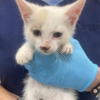 Harley -  Domestic Short Hair Cat for Adoption in Marshall, Virginia - Harley | PetCurious