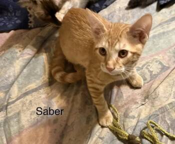 Saber -  Domestic Medium Hair Cat for Adoption in Safety Harbor, Florida - Saber | PetCurious