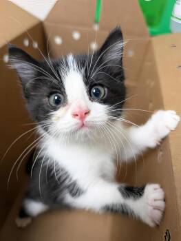 Jaz -  Domestic Short Hair Cat for Adoption in Nashville, Tennessee - Jaz | PetCurious