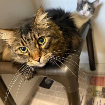Tigger -  Domestic Long Hair Cat for Adoption in New York, New York - Tigger | PetCurious