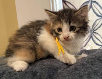Donut-Not at the Shelter (Faith) -  Calico and Domestic Medium Hair Cat for Adoption in Rustburg, Virginia - Donut-Not At The Shelter (Faith) | PetCurious