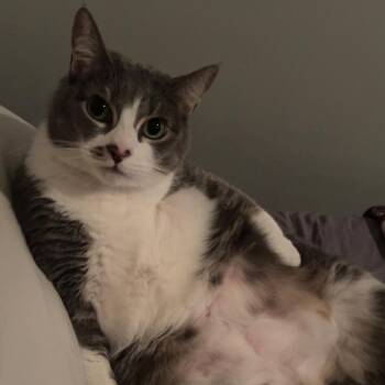 Feisty -  Domestic Short Hair and Mixed Breed Cat for Adoption in Philadelphia, Pennsylvania - Feisty | PetCurious