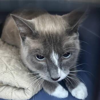 Chicken -  Siamese Cat for Adoption in Veneta, Oregon - Chicken | PetCurious