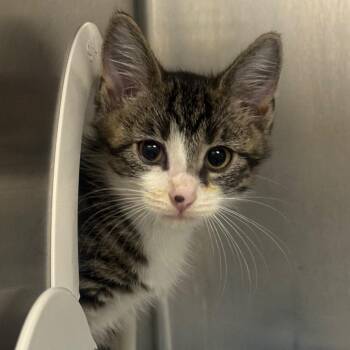 Malfoy -  Domestic Short Hair Cat for Adoption in West Palm Beach, Florida - Malfoy | PetCurious