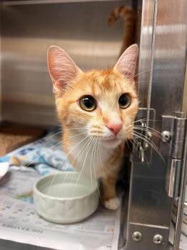 Lady Marmalade -  Domestic Short Hair Cat for Adoption in Virginia Beach, Virginia - Lady Marmalade | PetCurious