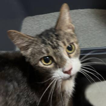 Blocker -  Domestic Short Hair Cat for Adoption in Baltimore, Maryland - Blocker | PetCurious