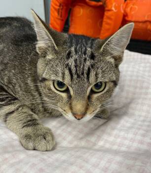 Wrench -  Tabby and Domestic Short Hair Cat for Adoption in Island Lake, Illinois - Wrench | PetCurious