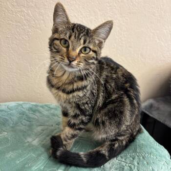 Regina -  Domestic Medium Hair Cat for Adoption in Medford, Oregon - Regina | PetCurious