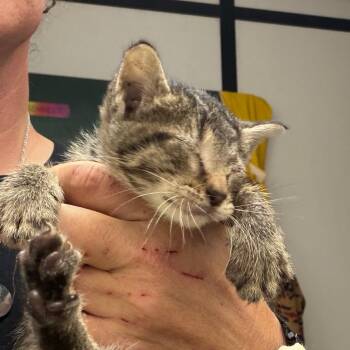 Mona -  Domestic Short Hair Cat for Adoption in Lake Jackson, Texas - Mona | PetCurious