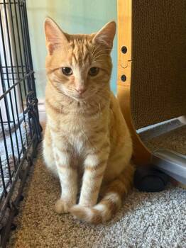 Phoenix -  Domestic Short Hair Cat for Adoption in Warner Robins, Georgia - Phoenix | PetCurious