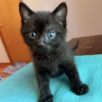 Domestic Short Hair Cats Available for Adoption in Henderson, Kentucky - Kettle | PetCurious