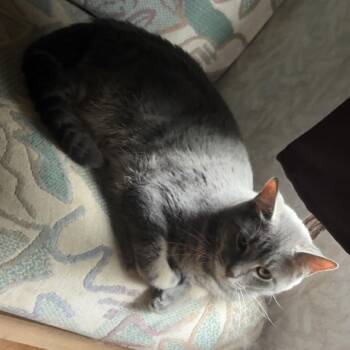 Feta -  Domestic Short Hair Cat for Adoption in Bristol, Indiana - Feta | PetCurious