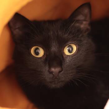Pepper -  Domestic Short Hair Cat for Adoption in Philadelphia, Pennsylvania - Pepper | PetCurious