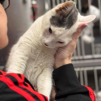 Kane Houston -  Domestic Short Hair Cat for Adoption in Denver, Colorado - Kane Houston | PetCurious