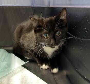 BESSIE -  Domestic Short Hair Cat for Adoption in Westminster, Maryland - BESSIE | PetCurious