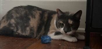 Rescue Domestic Short Hair Cats for Adoption in Darien, Georgia - Whimsy | PetCurious