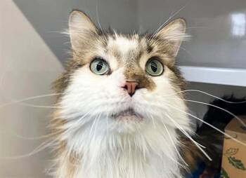 Domestic Long Hair Cats Available for Adoption - STORM CLOUD | PetCurious