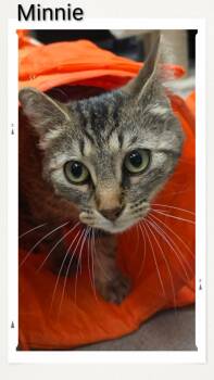 Domestic Short Hair Cats Available for Adoption in Caistor Centre, Ontario - Minnie | PetCurious