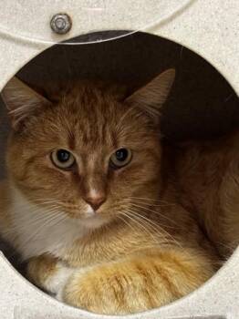 Domestic Short Hair Cats Available for Adoption in Roseville, California - Damon | PetCurious