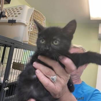 Amber -  Domestic Short Hair Cat for Adoption in East Montpelier, Vermont - Amber | PetCurious