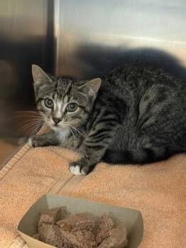 Lo -  Domestic Short Hair Cat for Adoption in West Chester, Pennsylvania - Lo | PetCurious