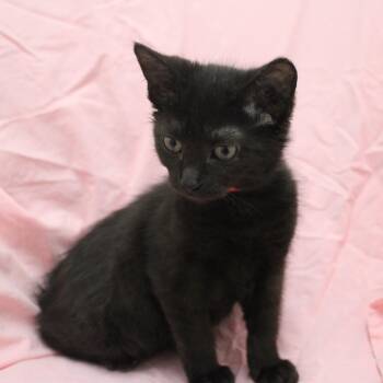 Domestic Short Hair Cats Available for Adoption in Champaign, Illinois - Eno | PetCurious