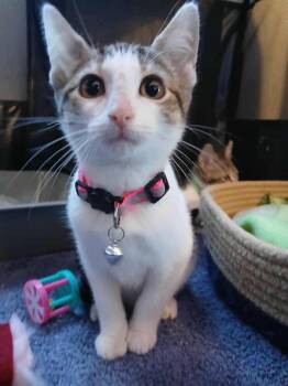 Rescue Domestic Short Hair Cats for Adoption in Eugene, Oregon - Cece | PetCurious