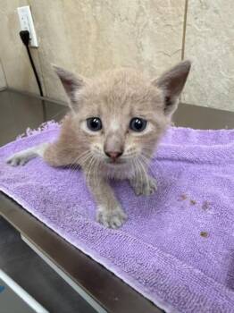 Smores -  Domestic Long Hair and Domestic Short Hair Cat for Adoption in Honolulu, Hawaii - Smores | PetCurious