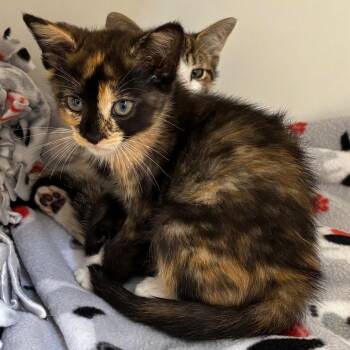 Sammy -  Domestic Short Hair Cat for Adoption in Naperville, Illinois - Sammy | PetCurious