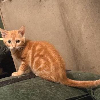 Cheesy Roll Up aka Cheese -  Domestic Short Hair Cat for Adoption in Monroe, Michigan - Cheesy Roll Up Aka Cheese | PetCurious